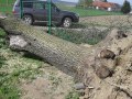 Kmeny stromů